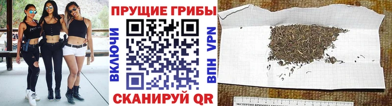 Псилоцибиновые грибы Psilocybe  Купить закладки  Старая Русса 